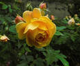 Jeri Jennings rose photo