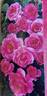 Tom Tom rose photo
