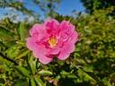 Ilo rose photo