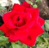 Grande Amore ® rose photo