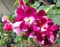 Purple Splash rose photo