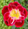 Nickelodeon rose photo
