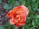 Suñorita ™ rose photo