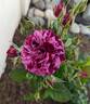 Burlesque rose photo