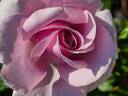 Pacific Blue rose photo
