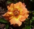 Suñorita ™ rose photo