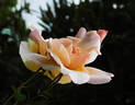 Bishop Darlington rose photo