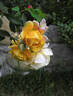 Jeri Jennings rose photo