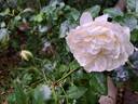Tranquillity rose photo