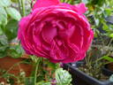 Anuschka rose photo
