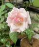 Madame Falcot rose photo