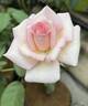 Madame Falcot rose photo