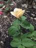 Yellow Queen Elizabeth rose photo