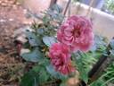 Les Quatre Saisons ® rose photo