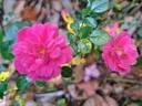 Knirps ® rose photo
