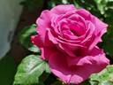 Claude Brasseur ® rose photo