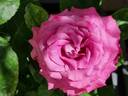 Claude Brasseur ® rose photo
