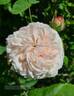 Belle de Terre Franche rose photo