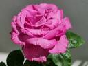 Claude Brasseur ® rose photo