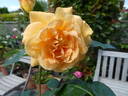 Bernstein-Rose ® rose photo