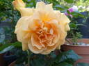 Bernstein-Rose ® rose photo