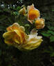 Jeri Jennings rose photo