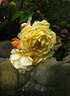 Jeri Jennings rose photo
