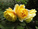 Jeri Jennings rose photo