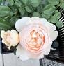 Windermere rose photo