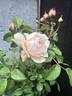 Windermere rose photo