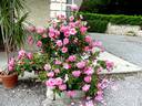 Armada ® rose photo