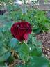 Ink Spots rose photo