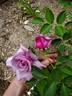Sweetness ™ rose photo
