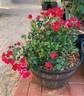 Flower Carpet Mini Cherry rose photo