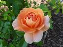 At Last rose photo