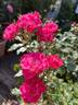 Catherine de Kerchove rose photo