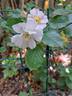 Mareva ® rose photo
