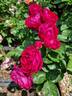 Ascot rose photo