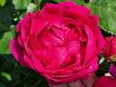 Ascot rose photo