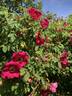 AKA 130-18 rose photo