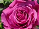 Purple Passion ™ rose photo