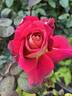 Monte Carlo Country Club rose photo