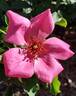 Flamingo rose photo