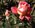 Tzigane rose photo
