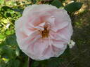 Matthias Claudius rose photo