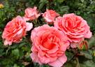 Pat's Choice rose photo