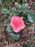 Panthère Rose ® rose photo