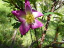 Glory of Edzell rose photo