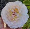 Mary Magdalene rose photo