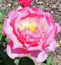 Lilian Austin rose photo
